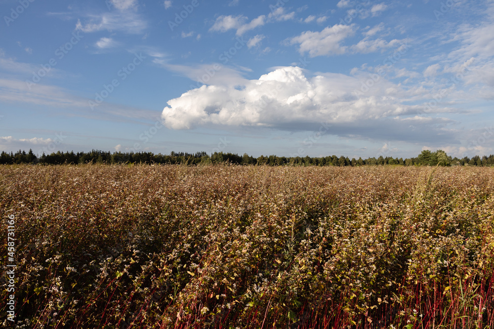 Flowering buckwheat field in august, cloudy sky