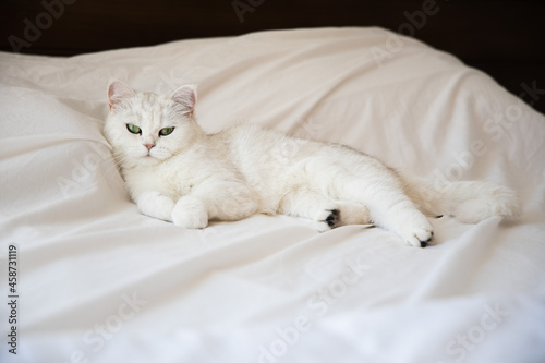 White cute hairy fluffy cat lying on the bed, sleepy furry adorable cat