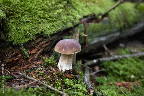 Penny bun mushroom grows in the forest in a green moss, boletus edulis, cep, porcino