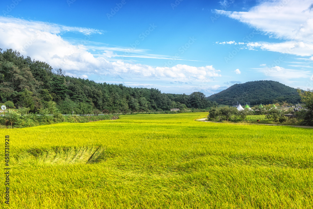 Wanggok village rice paddies