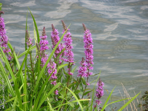 Purple flowers above the water on a summer day