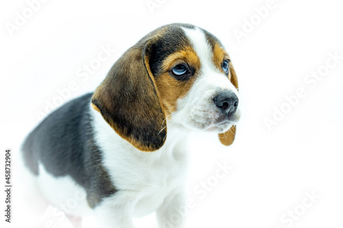 Portrait of tricolor beagle puppy on white background, puppy standing looking to the right.