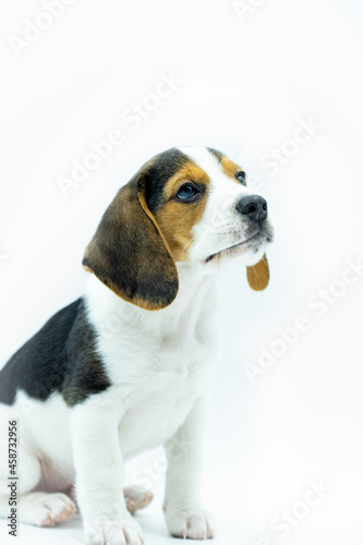 Close-up of tricolor beagle puppy sitting on white background, vertical image of sitting puppy looking to the right.