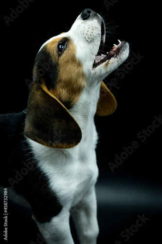portrait of beagle puppy looking up with open mouth on black background