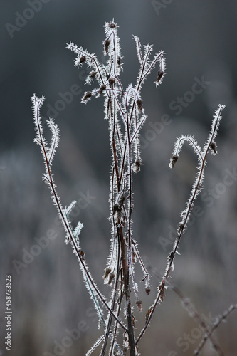 Frost on the dry plant © justas