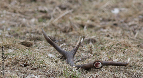 All deer species shed their antlers in winter, after a sustained drop in testosterone ends their life cycle. Several months later, the animals regrow their antlers from spring through late summer.  photo