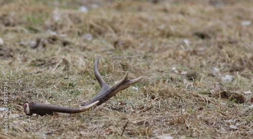 All deer species shed their antlers in winter, after a sustained drop in testosterone ends their life cycle. Several months later, the animals regrow their antlers from spring through late summer. 
