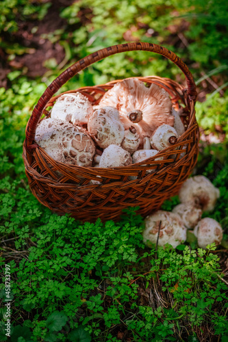 parasol mushroom in a basket in the autumn forest 