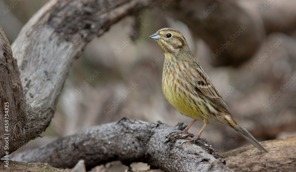 Fototapeta premium The yellowhammer (Emberiza citrinella). Common bird in Europe.
