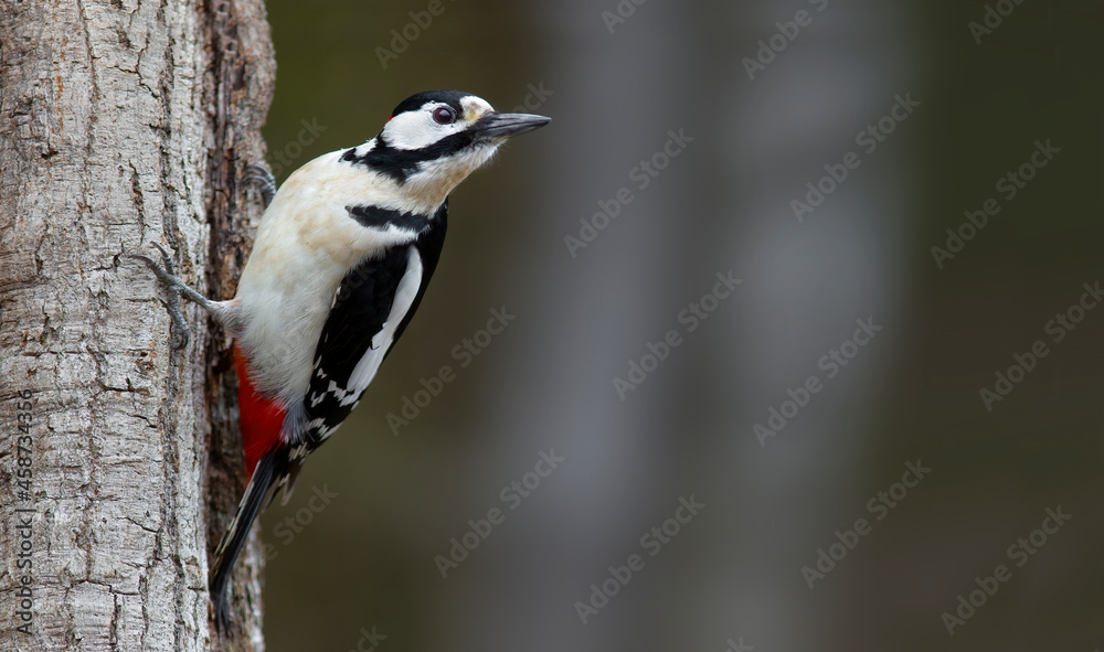 Fototapeta premium The great spotted woodpecker (Dendrocopos major)