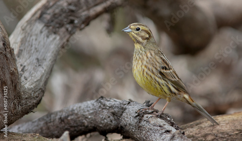 The yellowhammer (Emberiza citrinella). Common bird in Europe.