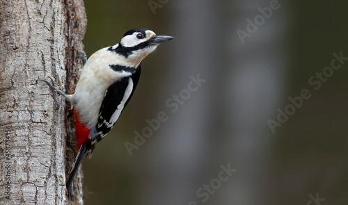 The great spotted woodpecker (Dendrocopos major)