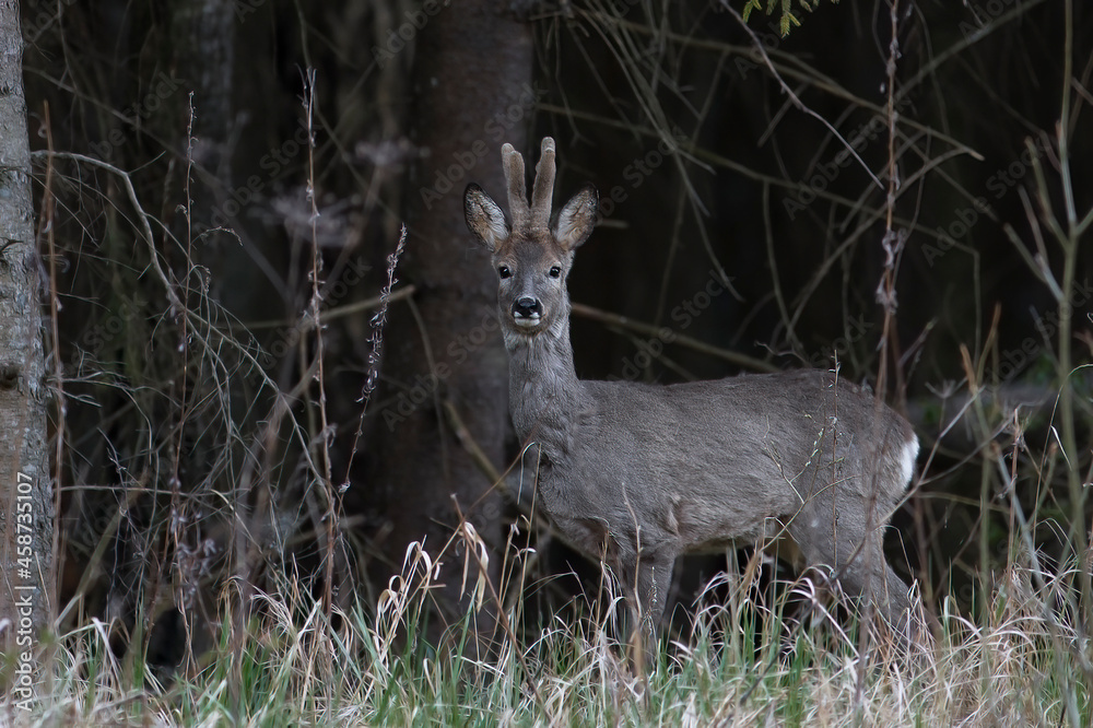 Fototapeta premium Roe deer, capreolus capreolus, standing in its natural habitat.