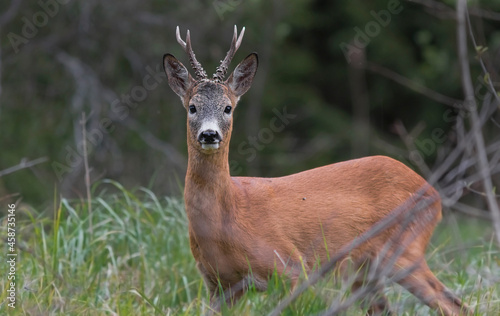 Fototapeta Naklejka Na Ścianę i Meble -  Roe deer, capreolus capreolus, standing in its natural habitat.