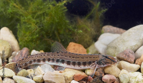 The spined loach also known as spotted weather loach (Cobitis taenia) is a common freshwater fish in Europe.  photo