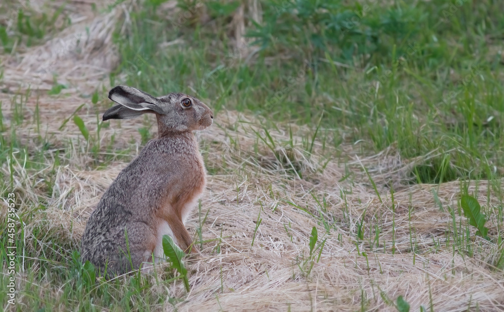 The European hare (Lepus europaeus), also known as the brown hare The European hare (Lepus europaeus), also known as the brown hare