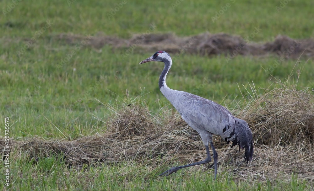Fototapeta premium The common crane (Grus grus), also known as the Eurasian crane