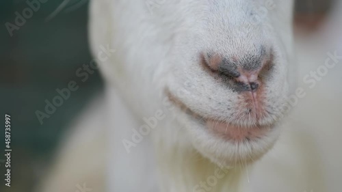Domestic goat chewing dry grass, closeup of mouth photo