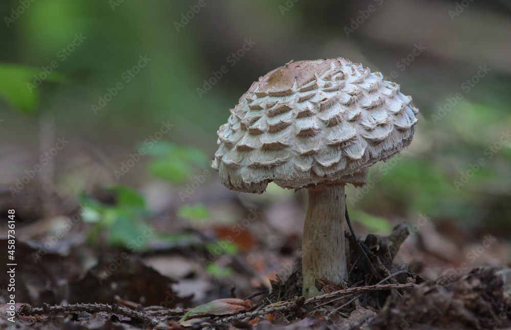 Beautiful closeup of forest mushrooms. Gathering mushrooms. Mushrooms photo, forest photo, forest background
