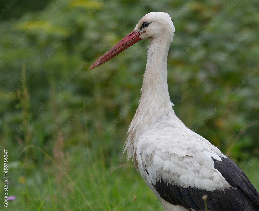 Fototapeta premium Birds - White Stork (Ciconia ciconia) in summer meadow with beautiful flowers, Lithuania - Europe