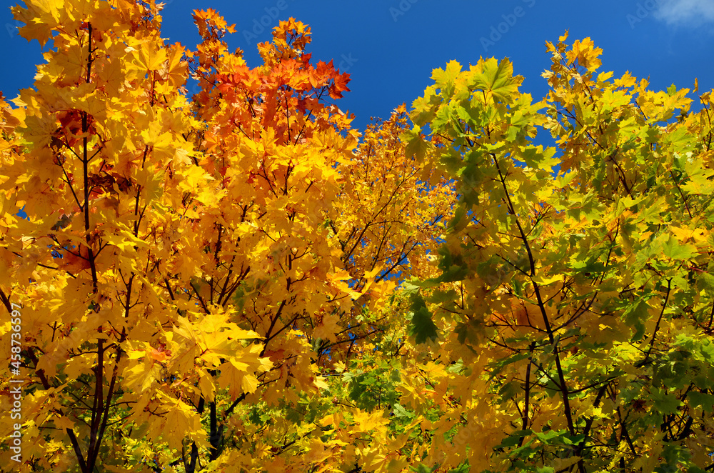 bright autumn maple leaves on a blue sky background