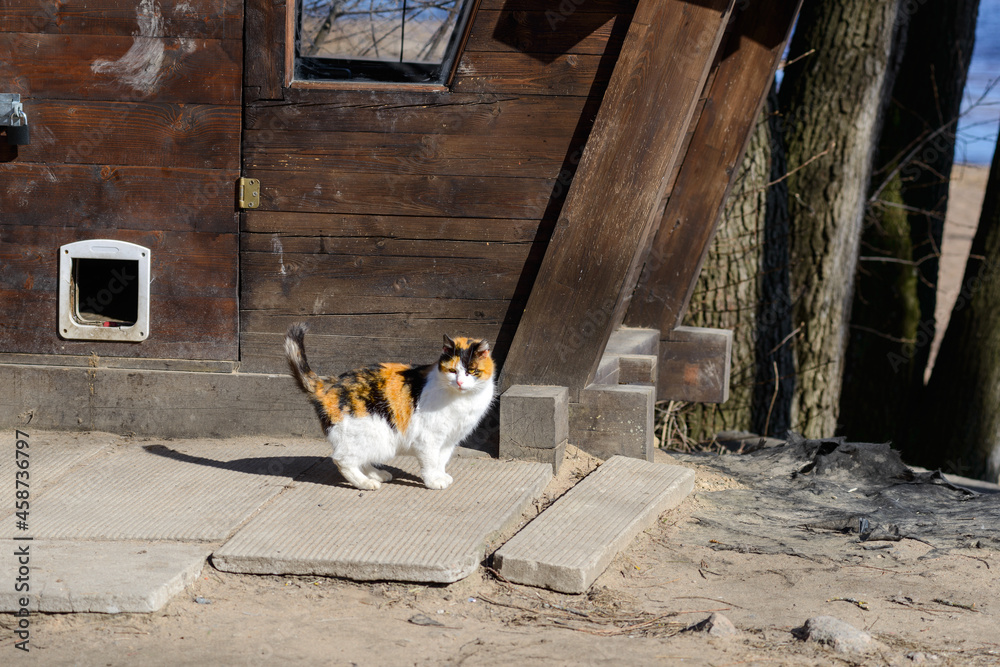 Ttricolor (white, red and black) female cat is standing near the wooden cat house in the park