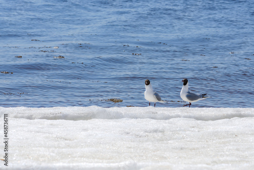 Two relict gulls (Ichthyaetus relictus) also known as Central Asian gull are on the snow-covered beach of the Baltic Sea Bay. A medium-sized gull, rare and endangered species