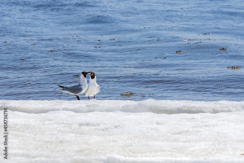 Two relict gulls (Ichthyaetus relictus) also known as Central Asian gull are sitting together on the snowy and icy beach of the Baltic Sea Bay on sunny day of April.  photo
