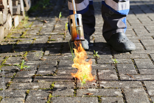 Man destroying weeds with the weed burner photo