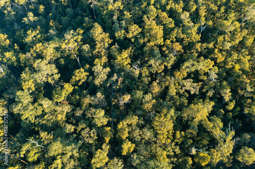 aerial view looking down on trees in forest photo