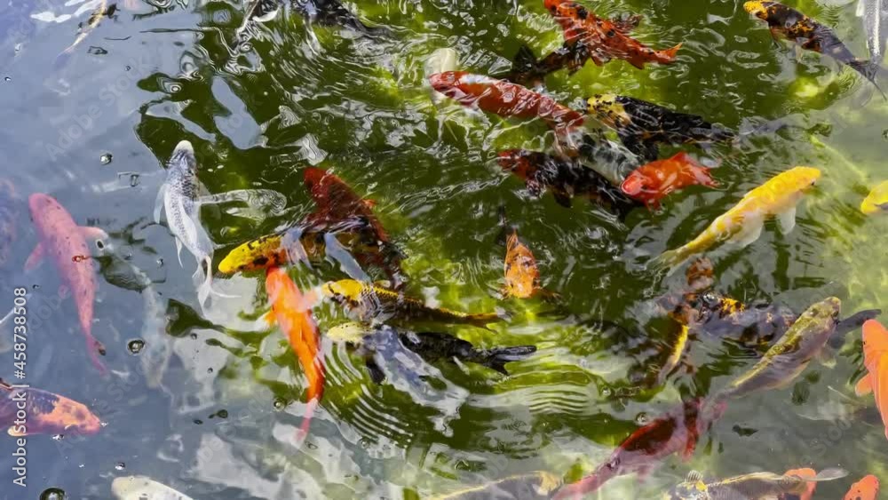 Colorful Fishes in Green Water