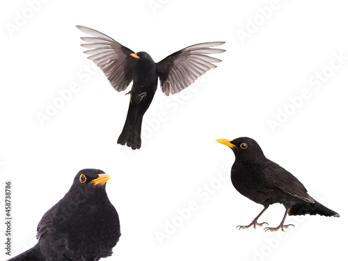 portrait blackbird isolated on a white background.