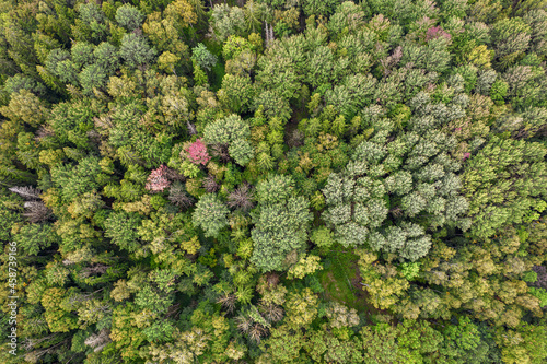Directly above aerial drone full frame shot of mixed foliar and pine forest in different amazing green colors with beautiful texture. Bird's point of view on bright grey green yellow red autumn trees © Defree