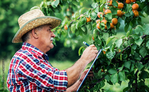 Apricots are so good this year. Senior man working in the garden, making a notes. Hobbies and leisure, agricultural concept