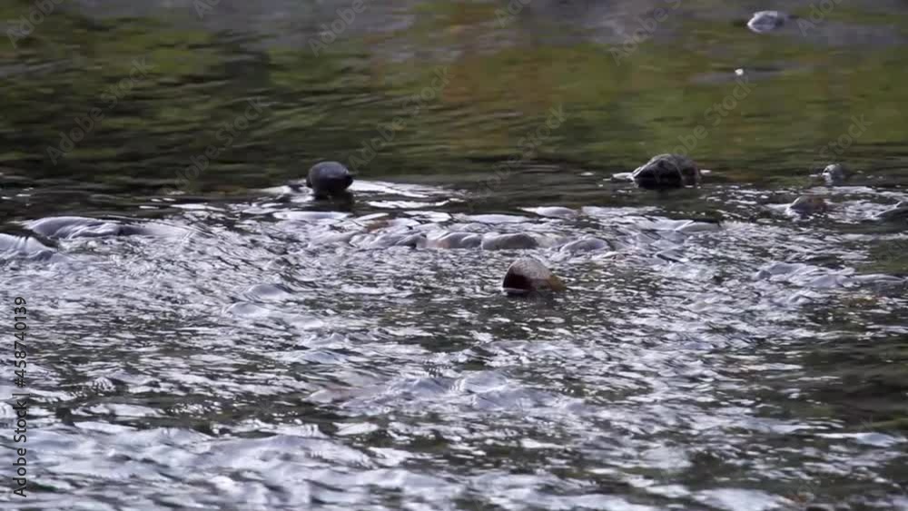 Water ouzel bird wades through shallow river water hunting for food Water ouzel bird wades through shallow river water hunting for food