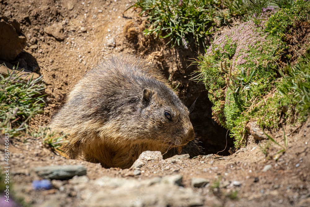 Marmotta nel parco nazionale del Gran Paradiso Marmotta nel parco nazionale del Gran Paradiso