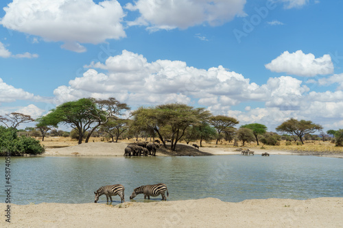 Wildlife drinking water under the beautiful blue sky of Tarangire National Park in Tanzania
