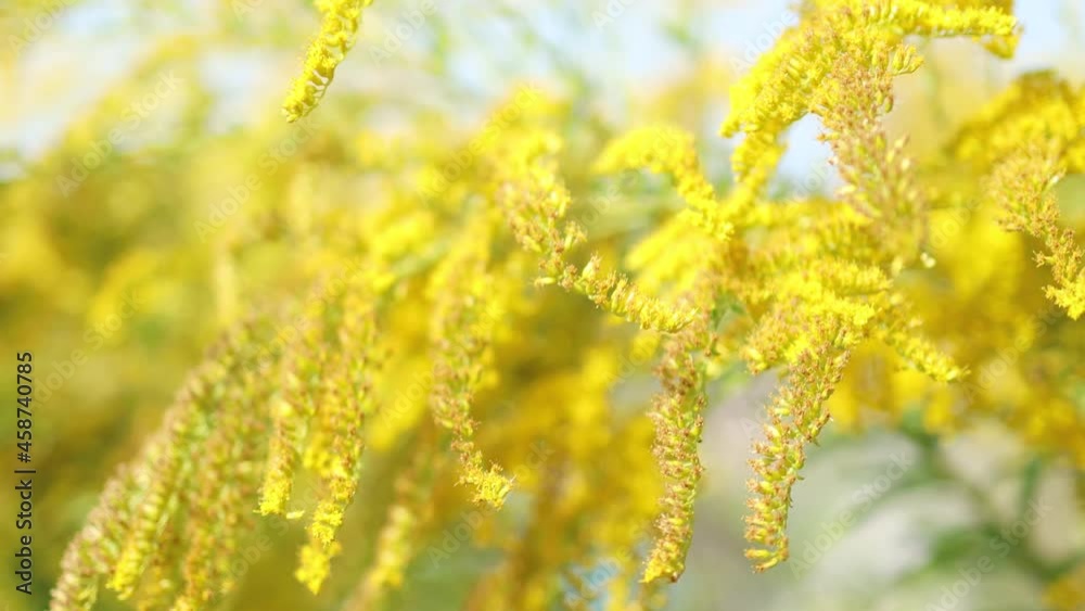 Blooming tall golden yellow flower plant on a sunny day with blue sky and clouds. Spring nature floral background Blooming tall golden yellow flower plant on a sunny day with blue sky and clouds. Spring nature floral background