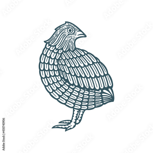 Fototapeta Quail. Hand drawn quail vector illustration. Part of set.