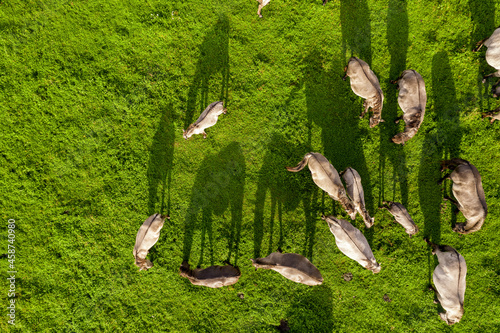 Drone flying over various brown white mustangs and their shadows on meadow and graze grass on farmland. Aerial view. Group of animals on pasture. Rural scene. Endangered free families of wild horse