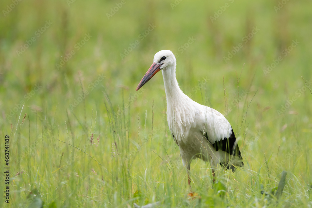 Fototapeta premium Storch auf Nahrungssuche