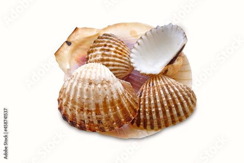 Different Sea shells isolated on a white background