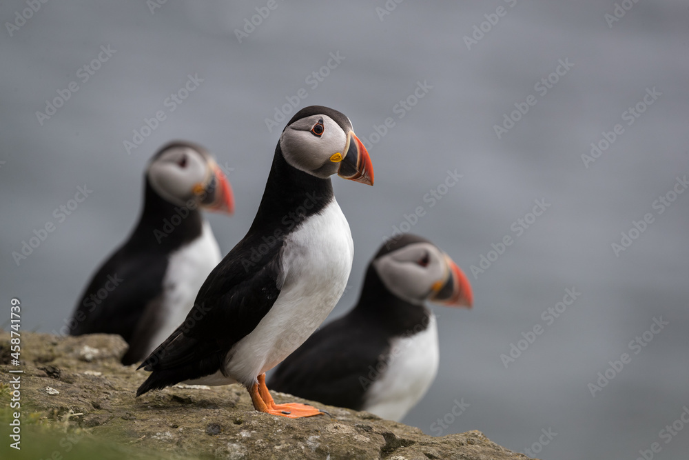 Naklejka premium Three Atlantic puffins perched on a rock with blue see in the background. 