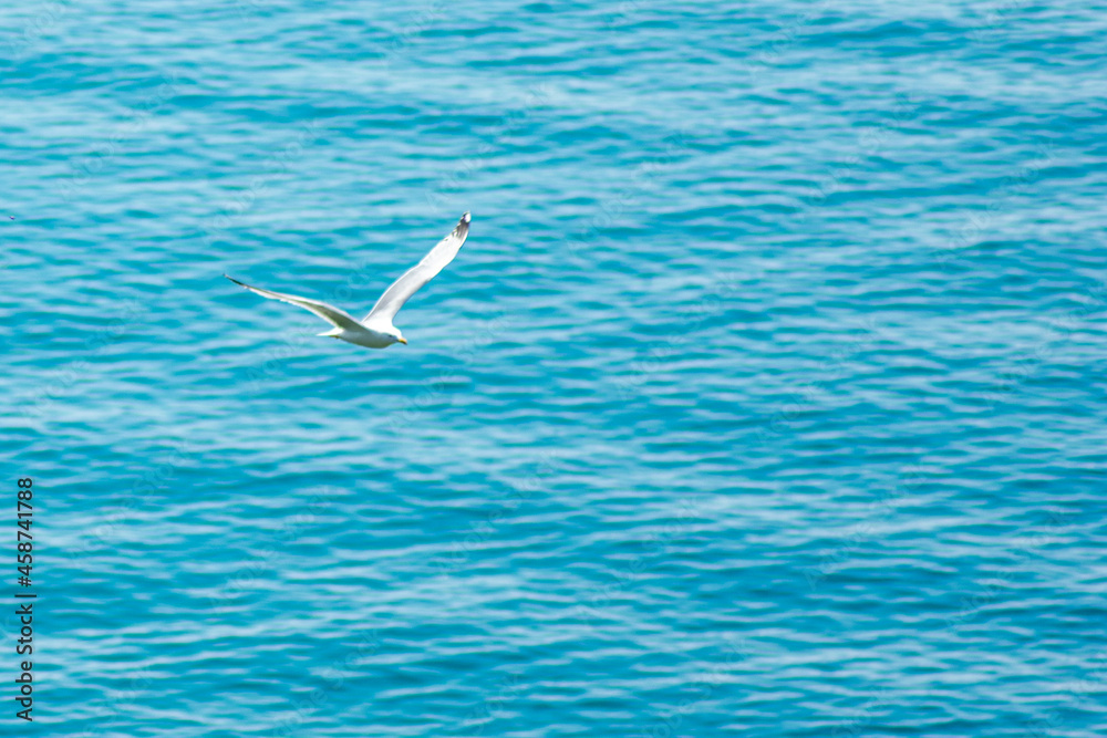 Obraz premium a large white gull flies over the sea