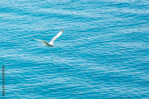 a large white gull flies over the sea