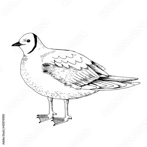 Hand drawn pink gull illustration