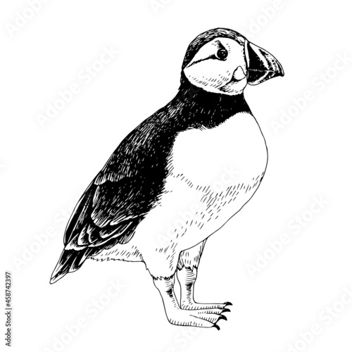 Hand drawn Atlantic puffin bird.