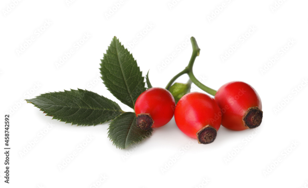 Ripe rose hip berries with leaves on white background Ripe rose hip berries with leaves on white background
