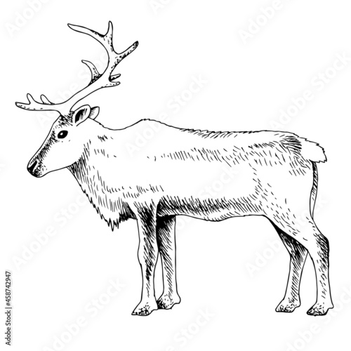 Reindeer with huge antlers isolated on white.