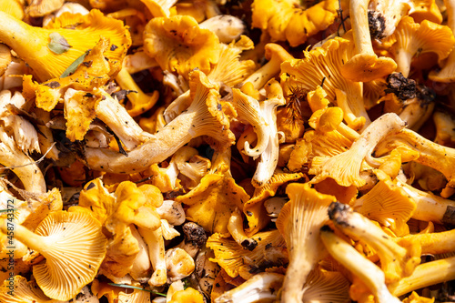 Plenty of fresh raw Chanterelles (Cantharellus) mushrooms gathered during mushroom hunting in autumn  in Poland, close-up view. photo